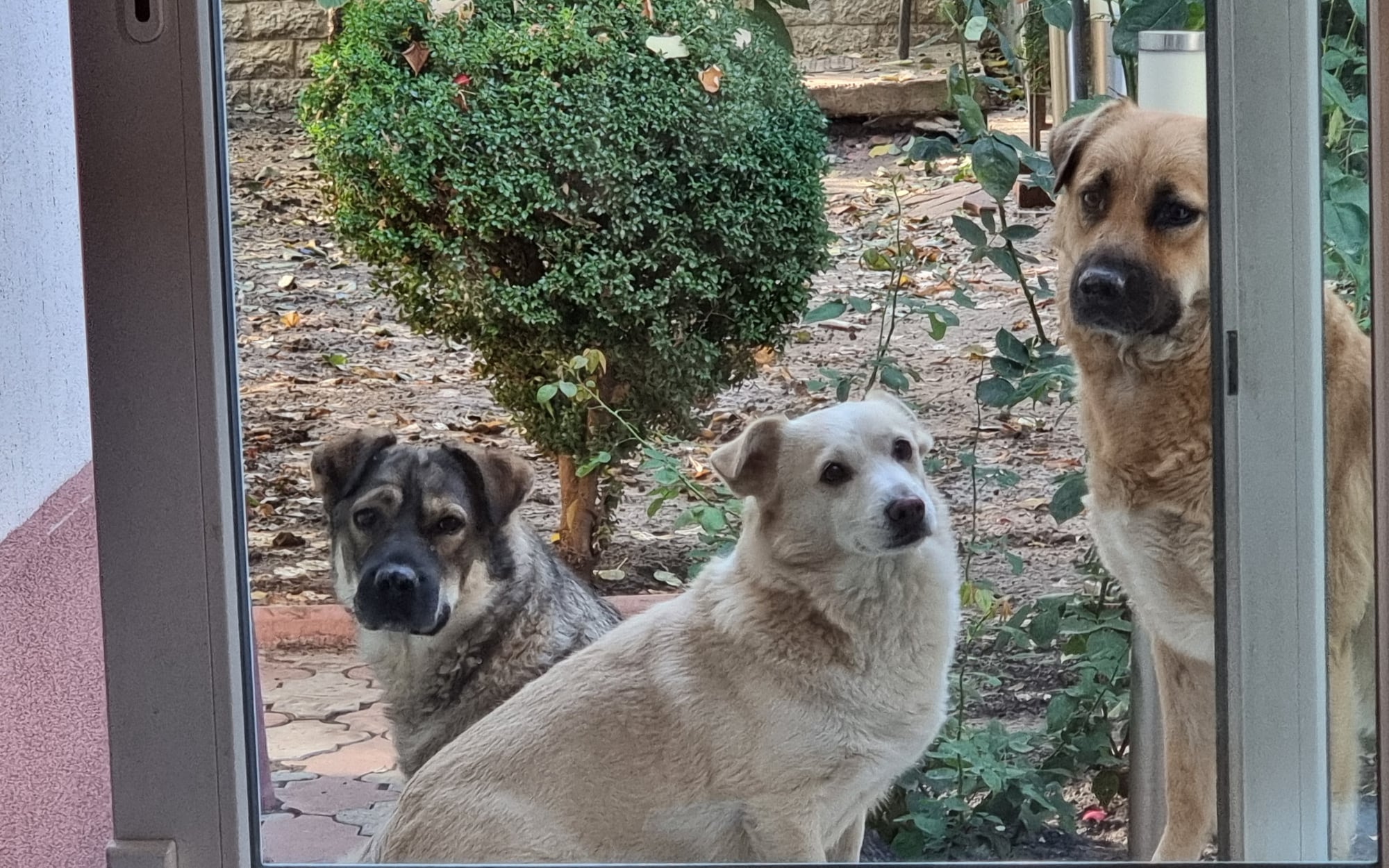 Talking with my dogs brings me greater pleasure, and I think it helps me get more work done.
