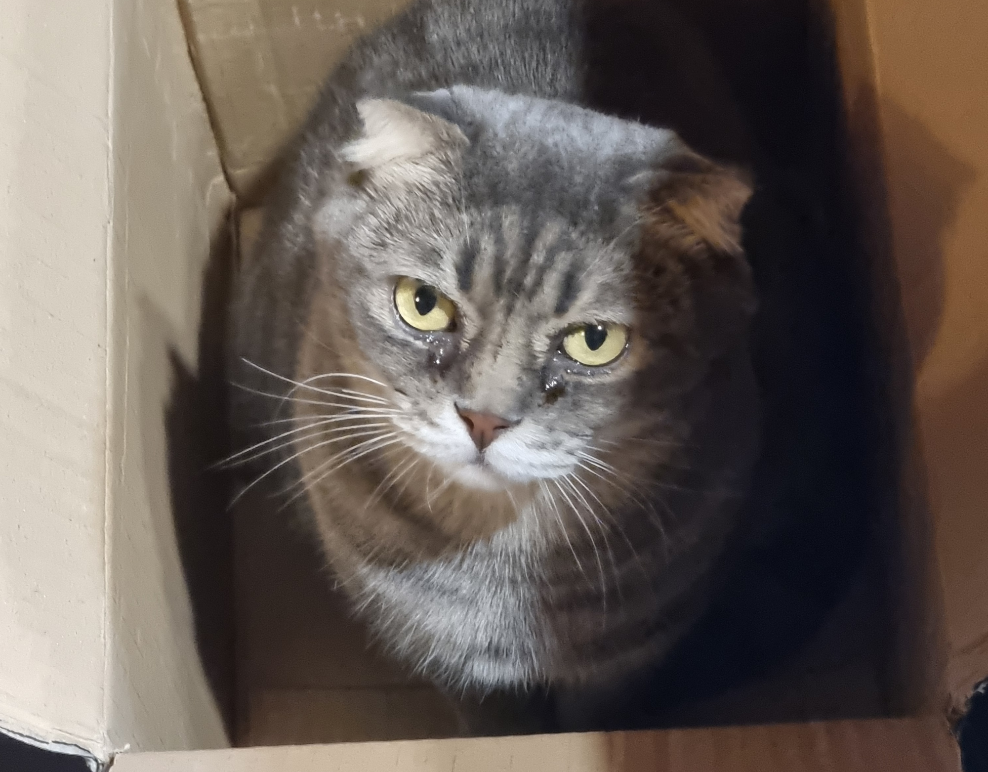 My cat, Thomas, sitting in a box, telling me that maybe it's better if I went to touch some grass.
