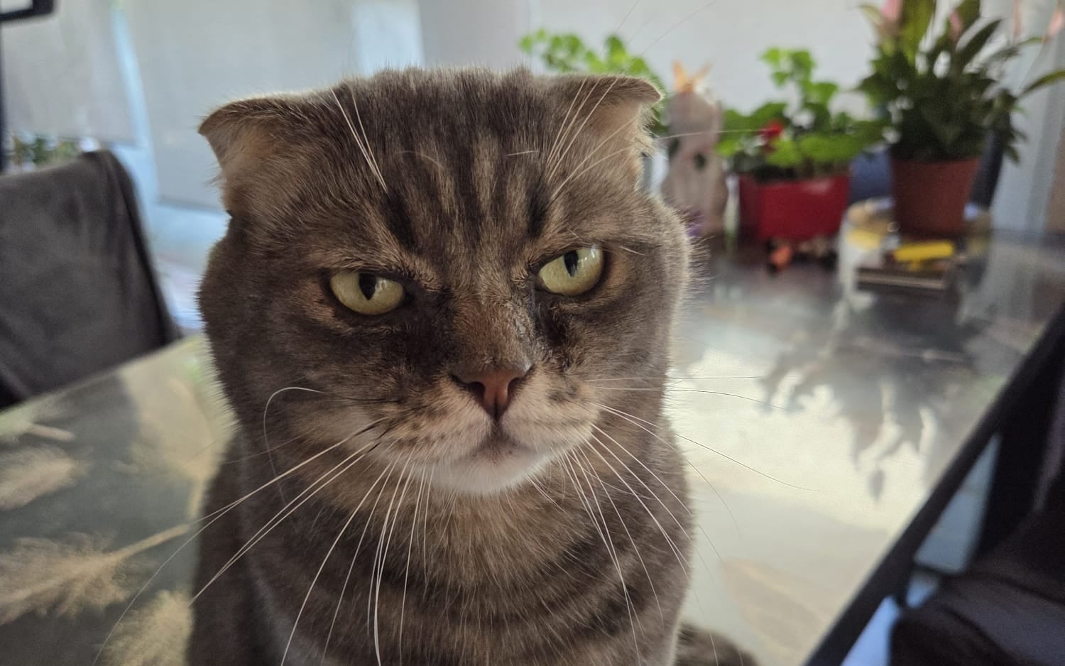 Thomas, my cat, thinking about freeing himself from the shackles of GC.
