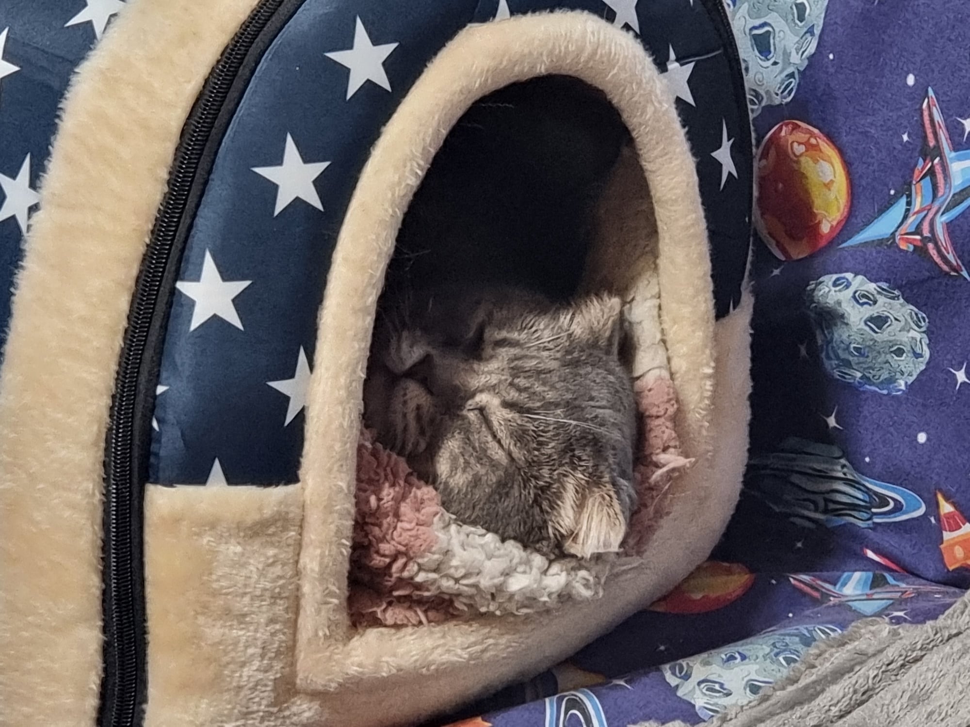 Thomas, self-employed tomcat, worried about the evolution of the software industry.
